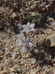 Muilla coronata
