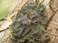 Leptogium oceanianum