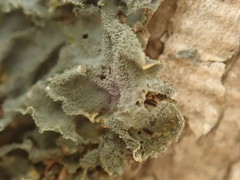 Leptogium oceanianum