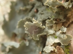 Leptogium oceanianum