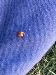 Harmonia axyridis