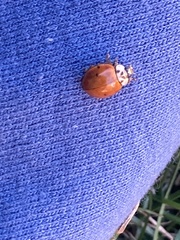 Harmonia axyridis