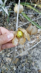 Physalis pruinosa
