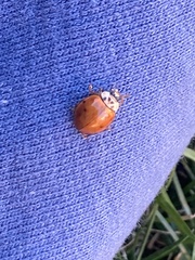 Harmonia axyridis