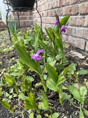 Bletilla