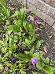 Bletilla