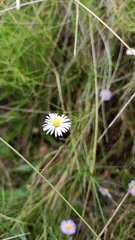 Brachyscome graminea