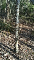 Zanthoxylum arborescens