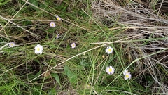 Brachyscome graminea