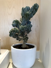 Myrtillocactus