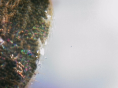 Tricholepisma gyriniformis