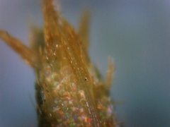 Tricholepisma gyriniformis