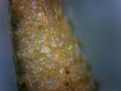 Tricholepisma gyriniformis