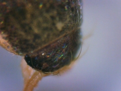 Tricholepisma gyriniformis