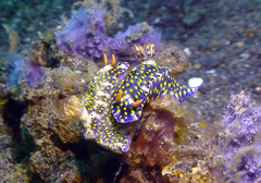 Hypselodoris confetti