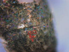 Tricholepisma gyriniformis