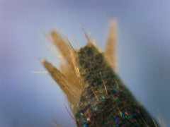 Tricholepisma gyriniformis