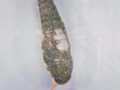 Tricholepisma gyriniformis