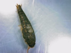 Tricholepisma gyriniformis