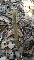 Acanthocereus hesperius