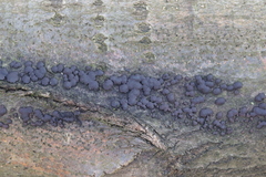 Jackrogersella cohaerens