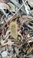 Acanthocereus hesperius