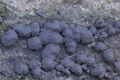 Jackrogersella cohaerens