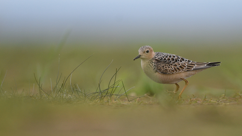 Buff-breasted Sandpiper, Colchester, photo 4 of 10