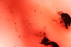 Jackrogersella cohaerens