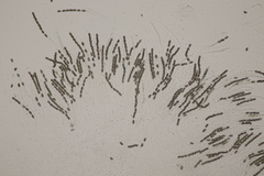 Jackrogersella cohaerens