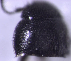 Acrotrichis sericans