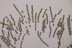 Jackrogersella cohaerens