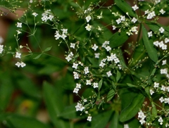 Galium sylvaticum