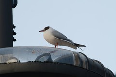 Chroicocephalus ridibundus