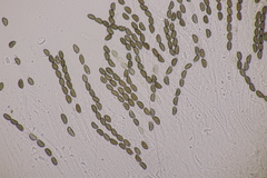 Jackrogersella cohaerens