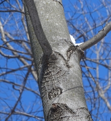 Neonectria ditissima