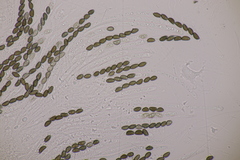 Jackrogersella cohaerens