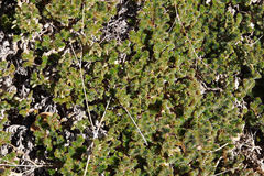 Selaginella eremophila