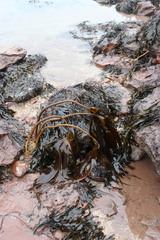 Laminaria hyperborea