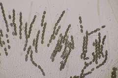 Jackrogersella cohaerens