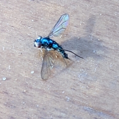 Diptera