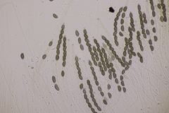 Jackrogersella cohaerens