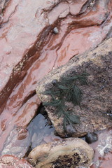 Cladophora rupestris