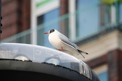 Chroicocephalus ridibundus
