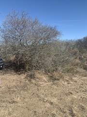 Diospyros texana