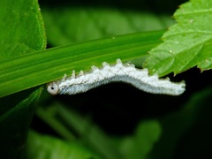 Monostegia abdominalis