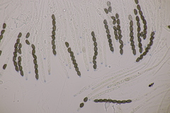 Jackrogersella cohaerens