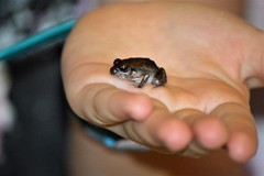 Arthroleptis stenodactylus