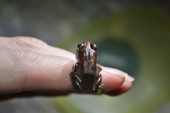 Arthroleptis stenodactylus