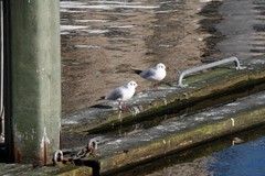 Chroicocephalus ridibundus